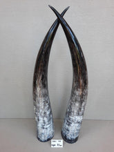 Load image into Gallery viewer, Ankole Cattle Horns - XX Large 110
