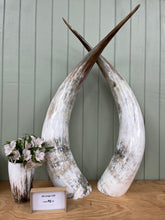 Load image into Gallery viewer, Ankole Cattle Horns - XX Large 120
