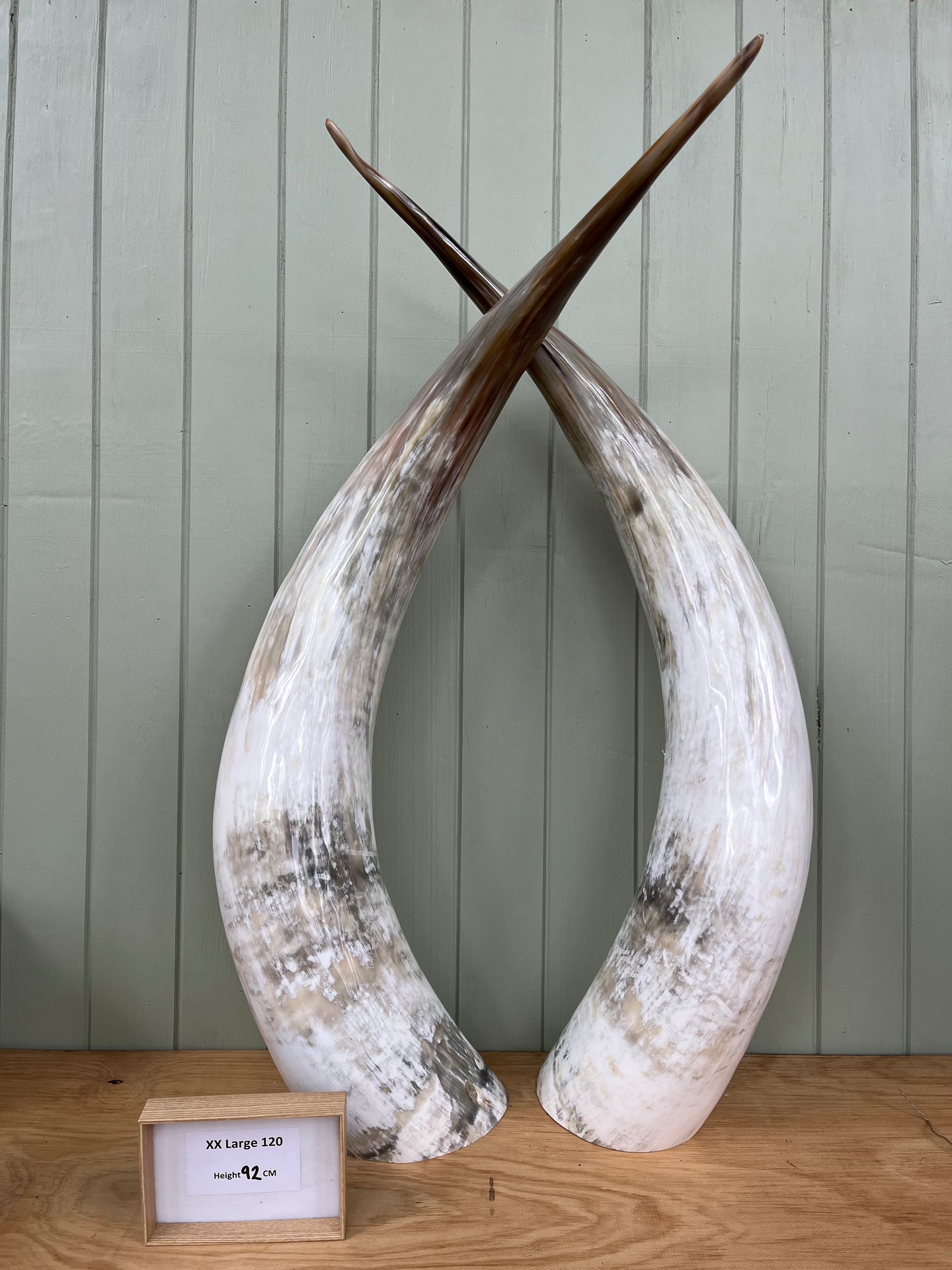 Ankole Cattle Horns - XX Large 120