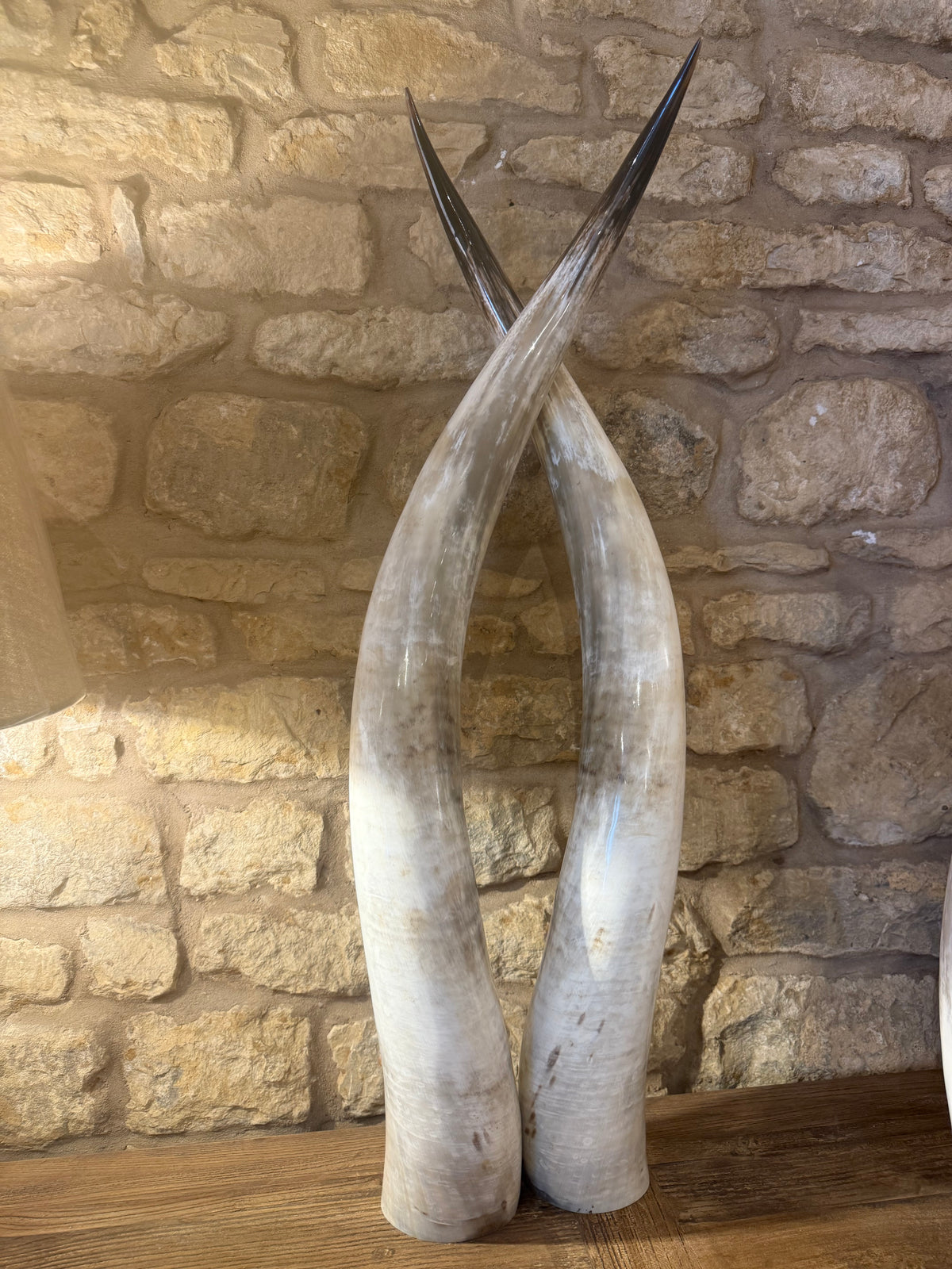 Ankole Cattle Horns - XX Large 159