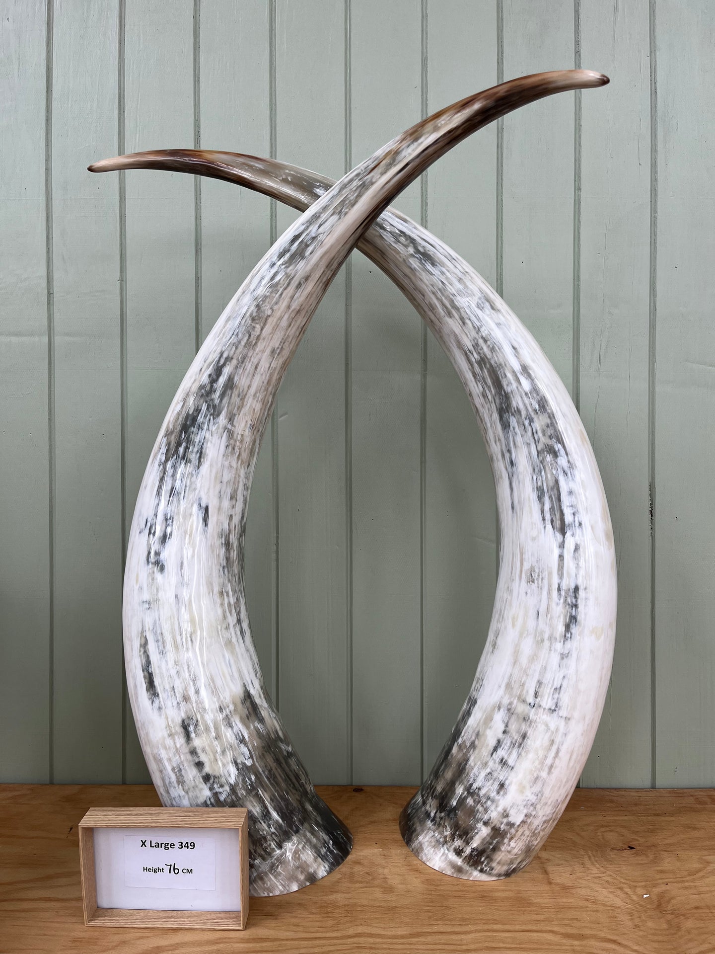 Ankole Cattle Horns - X Large 349