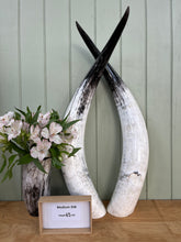 Load image into Gallery viewer, Ankole Cattle Horns - Medium 358
