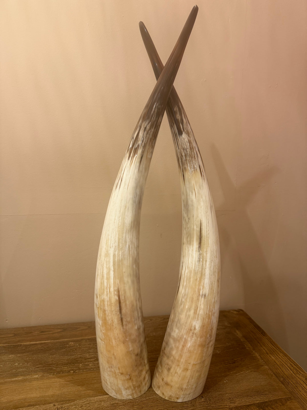 Ankole Cattle Horns - Medium 471