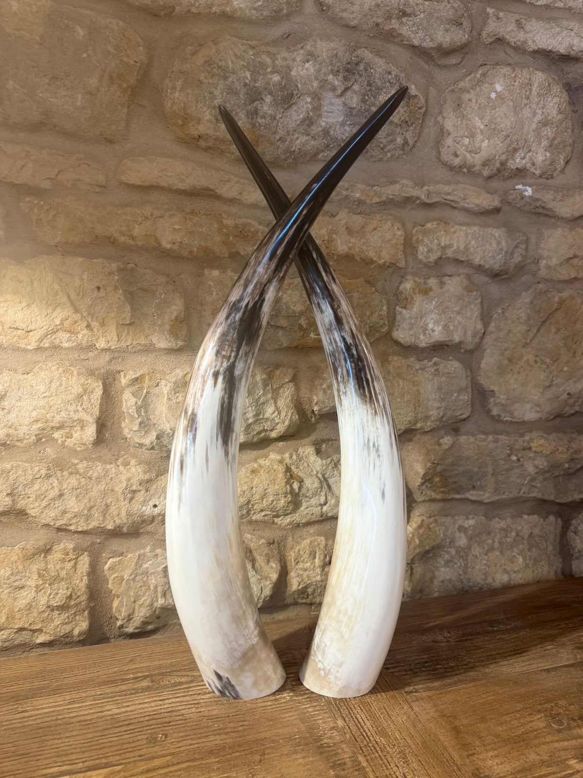 Ankole Cattle Horns - Small 884