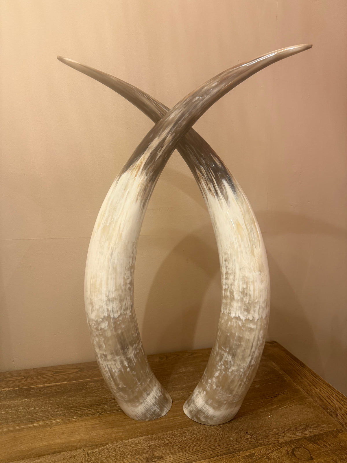 Ankole Cattle Horns - Medium 476
