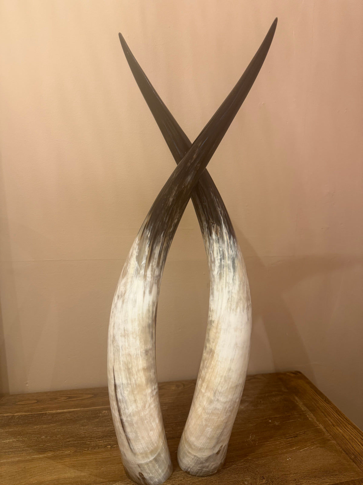 Ankole Cattle Horns - Medium 469