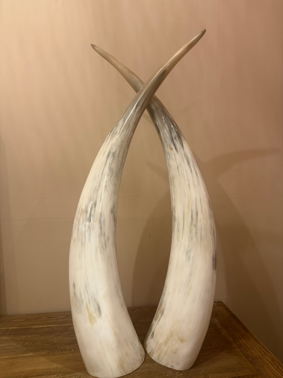 Ankole Cattle Horns - Large 302