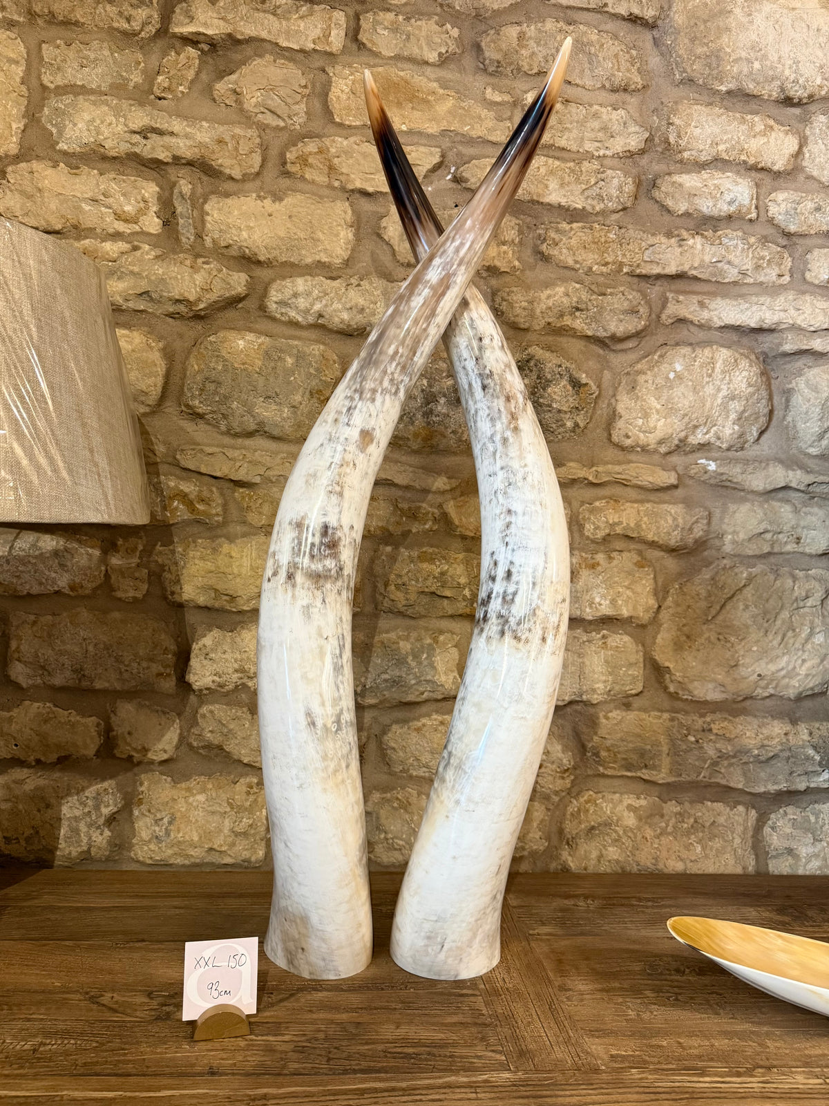 Ankole Cattle Horns - XX Large 150