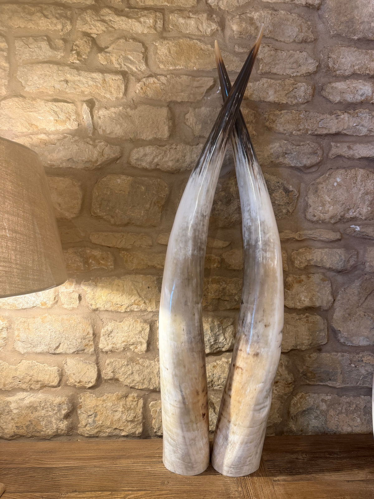 Ankole Cattle Horns - XX Large 160