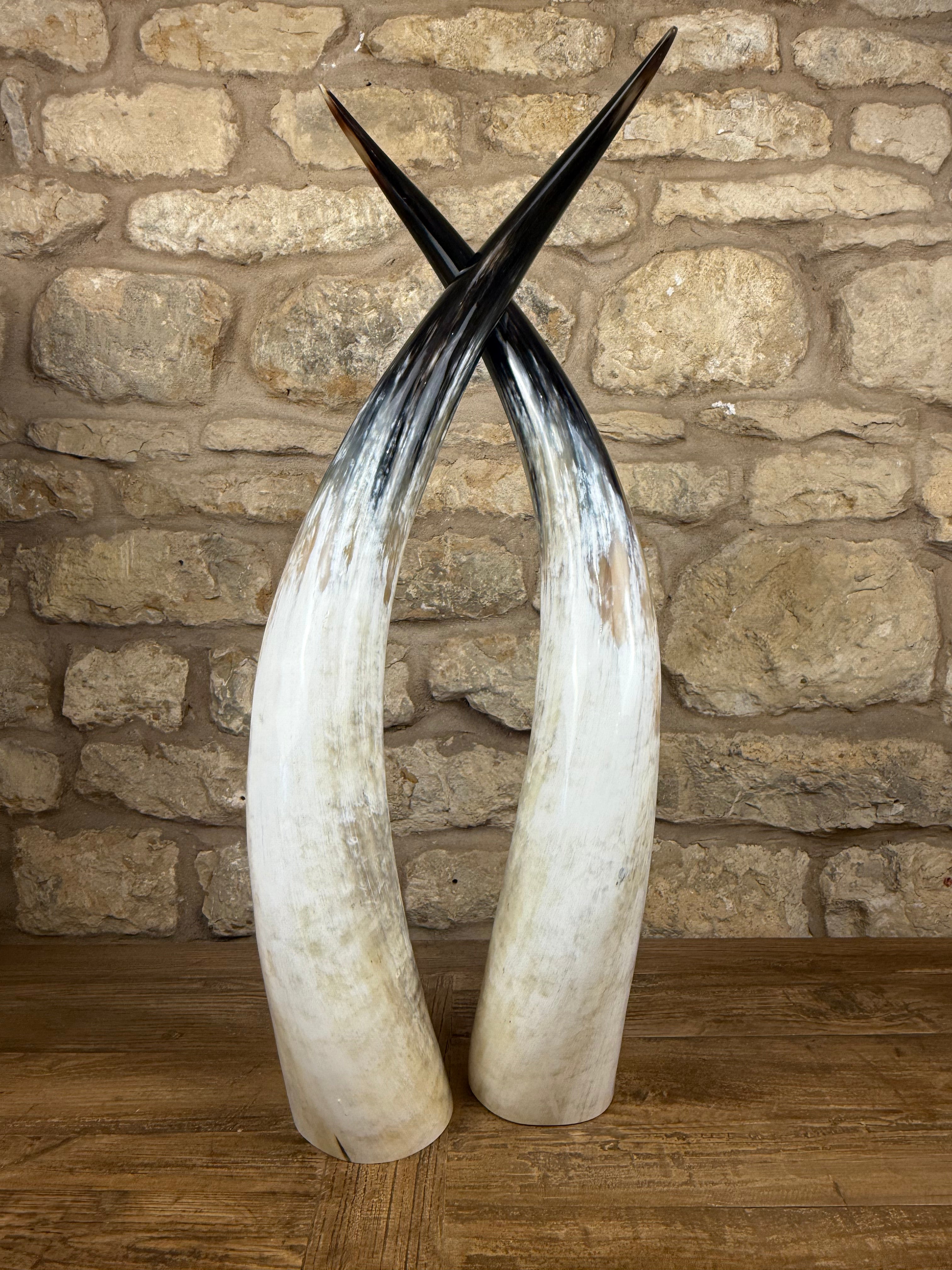 Ankole Cattle Horns - Large 248