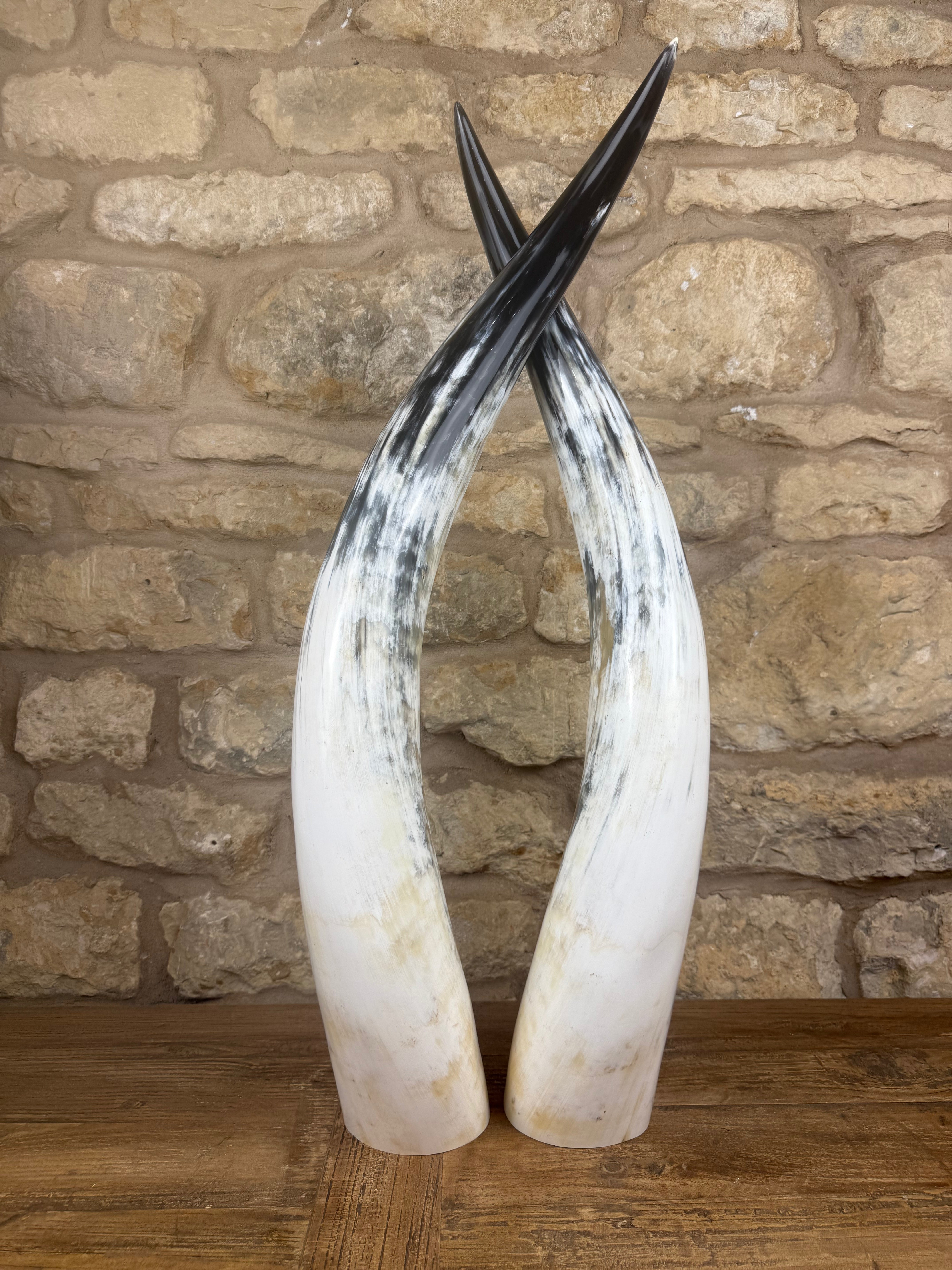 Ankole Cattle Horns - Large 250
