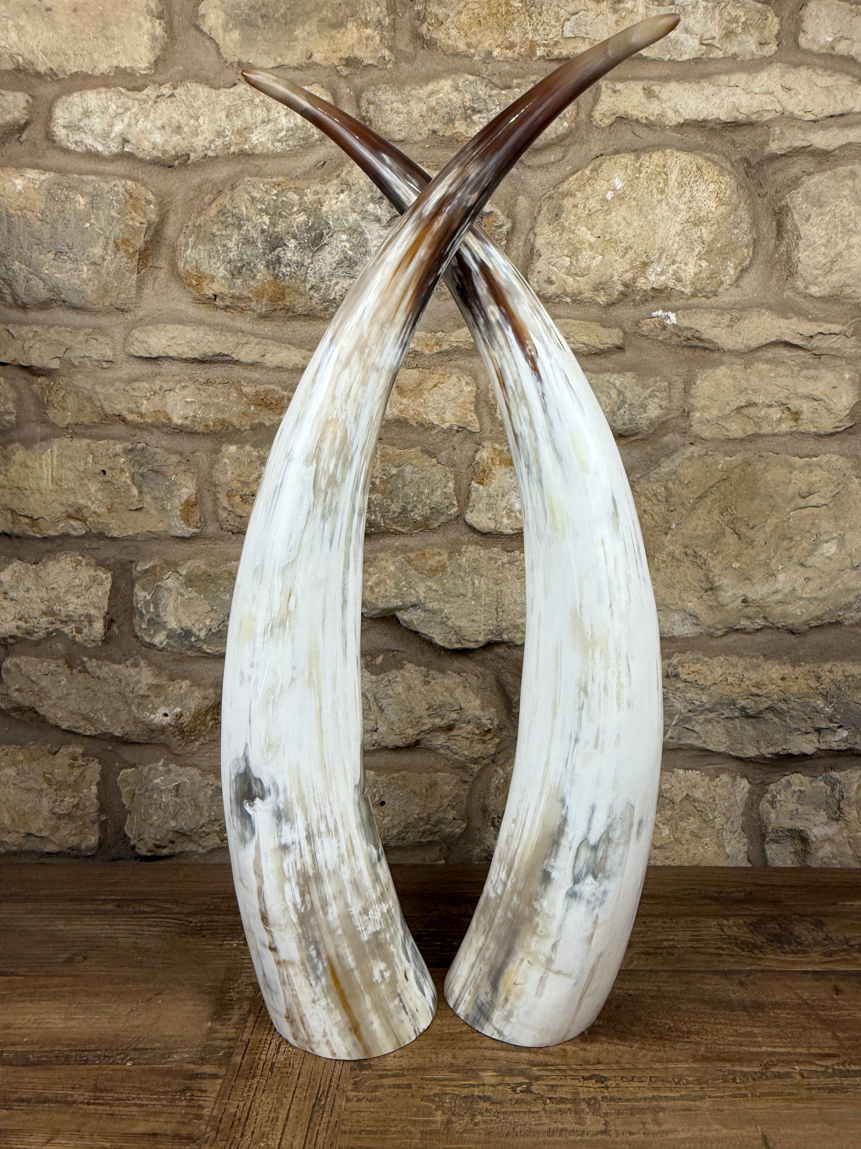 Ankole Cattle Horns - Medium 454