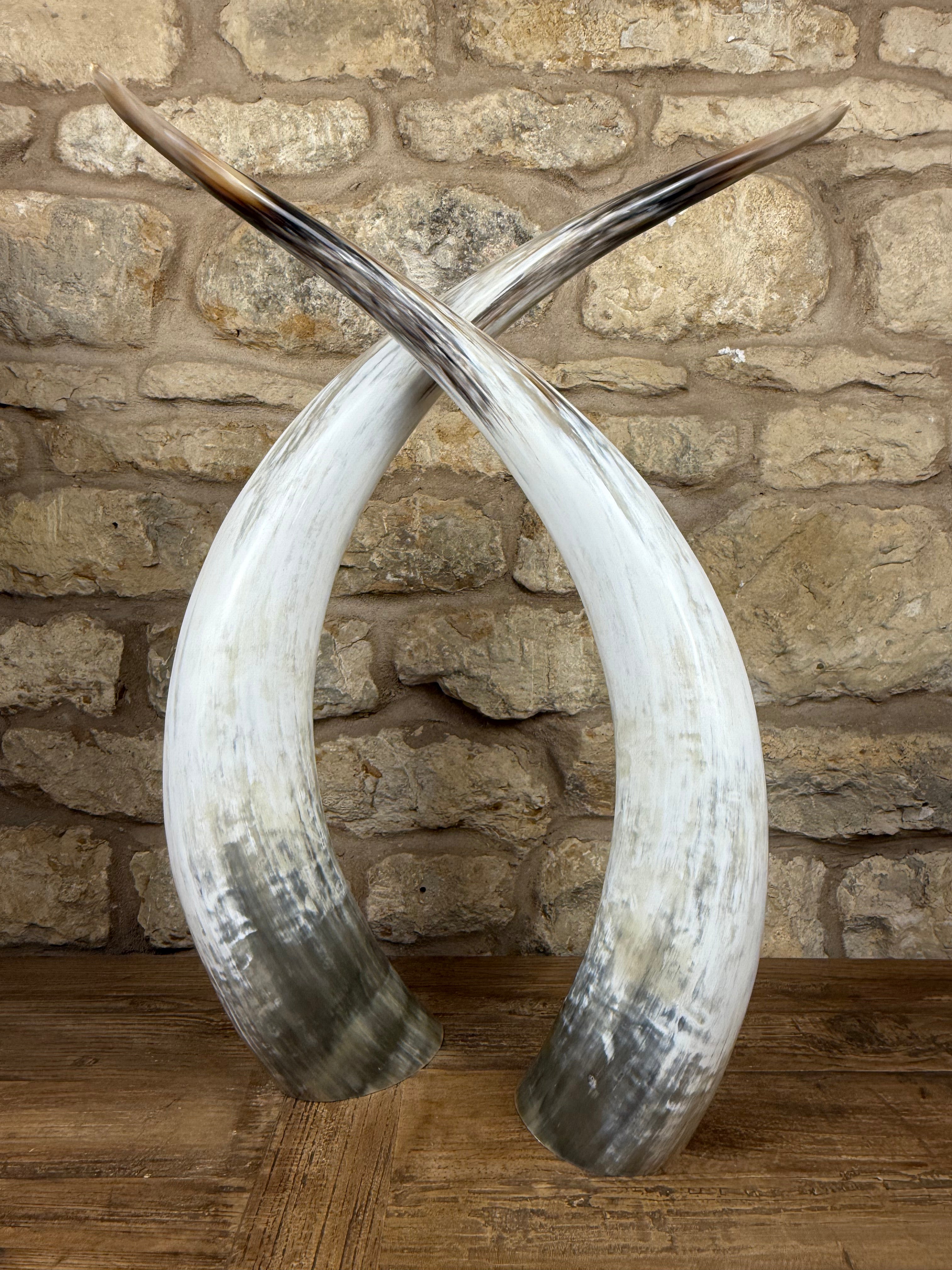 Ankole Cattle Horns - Medium 456