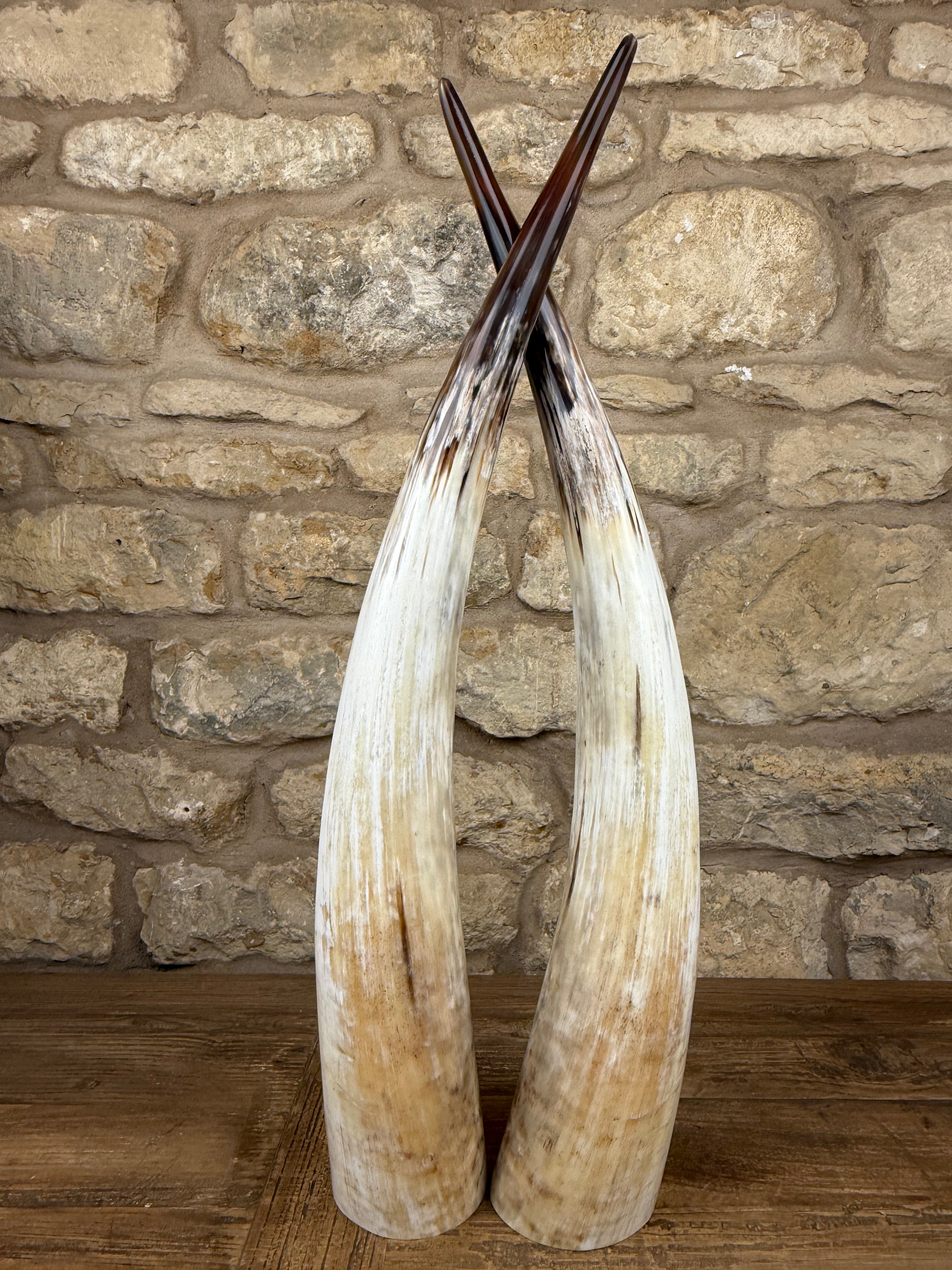 Ankole Cattle Horns - Medium 471