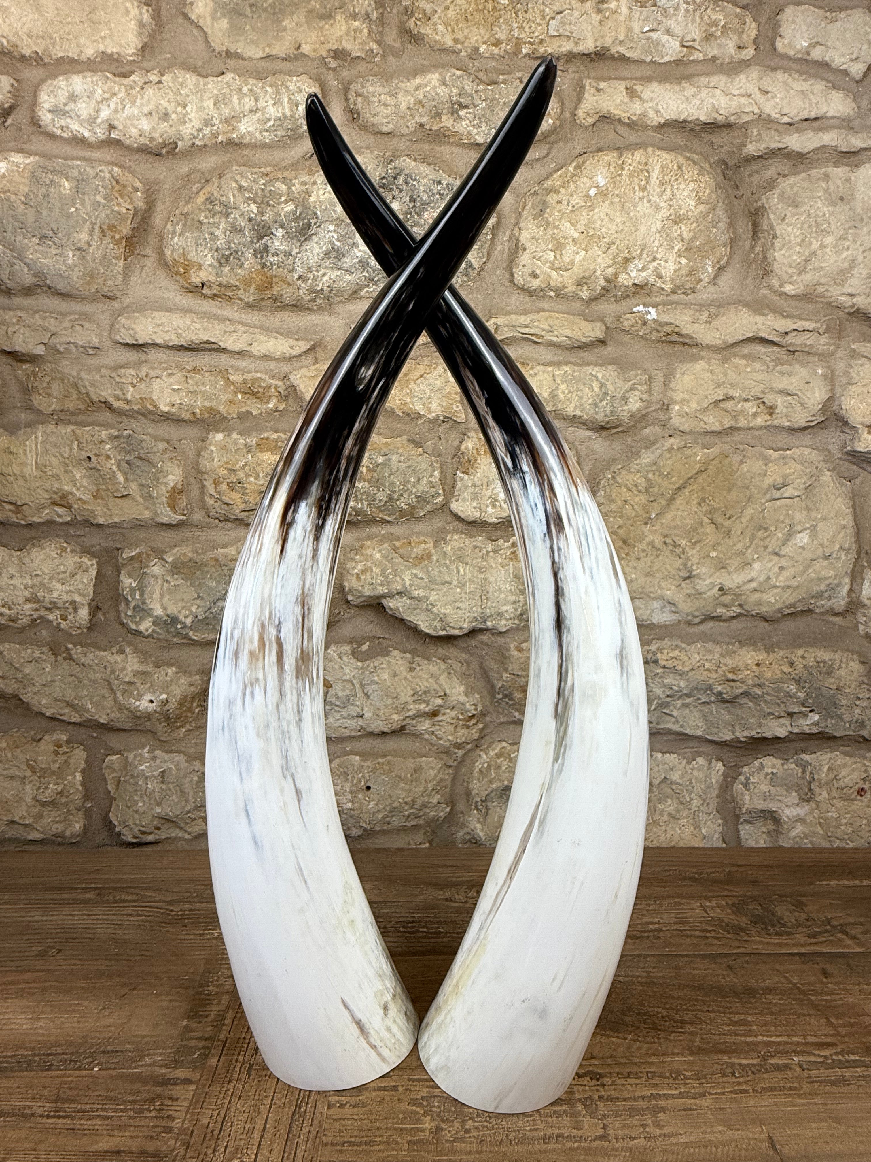 Ankole Cattle Horns - Small 881