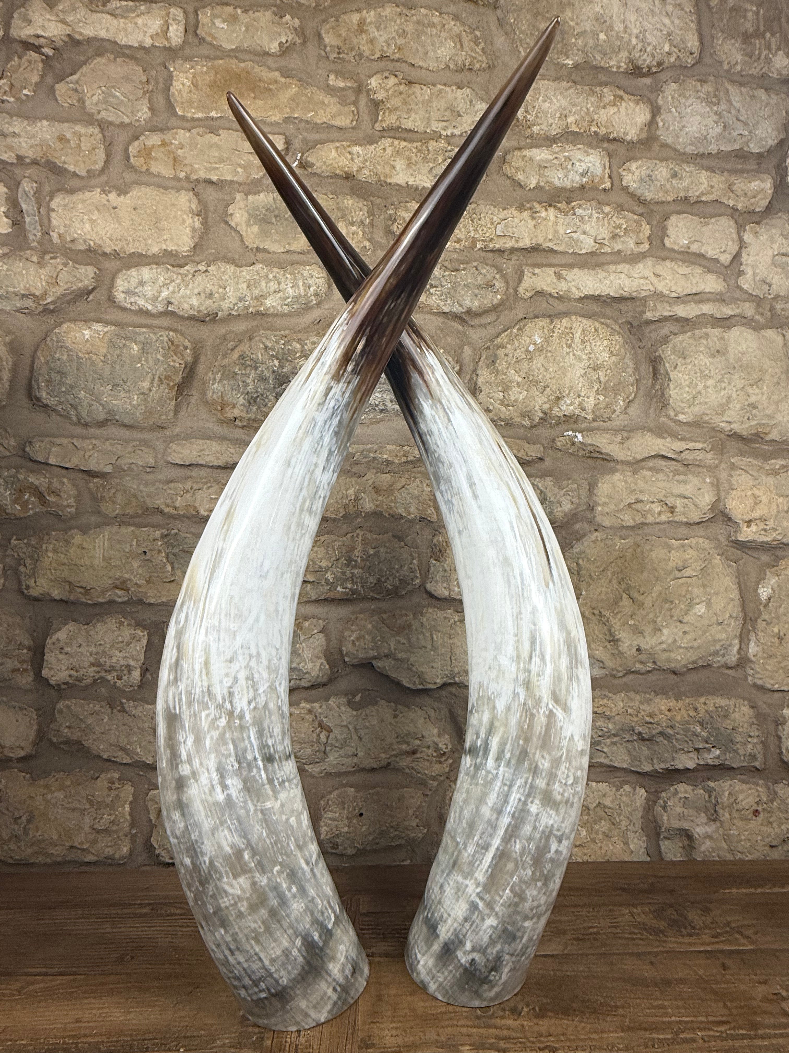 Ankole Cattle Horns - X Large 370