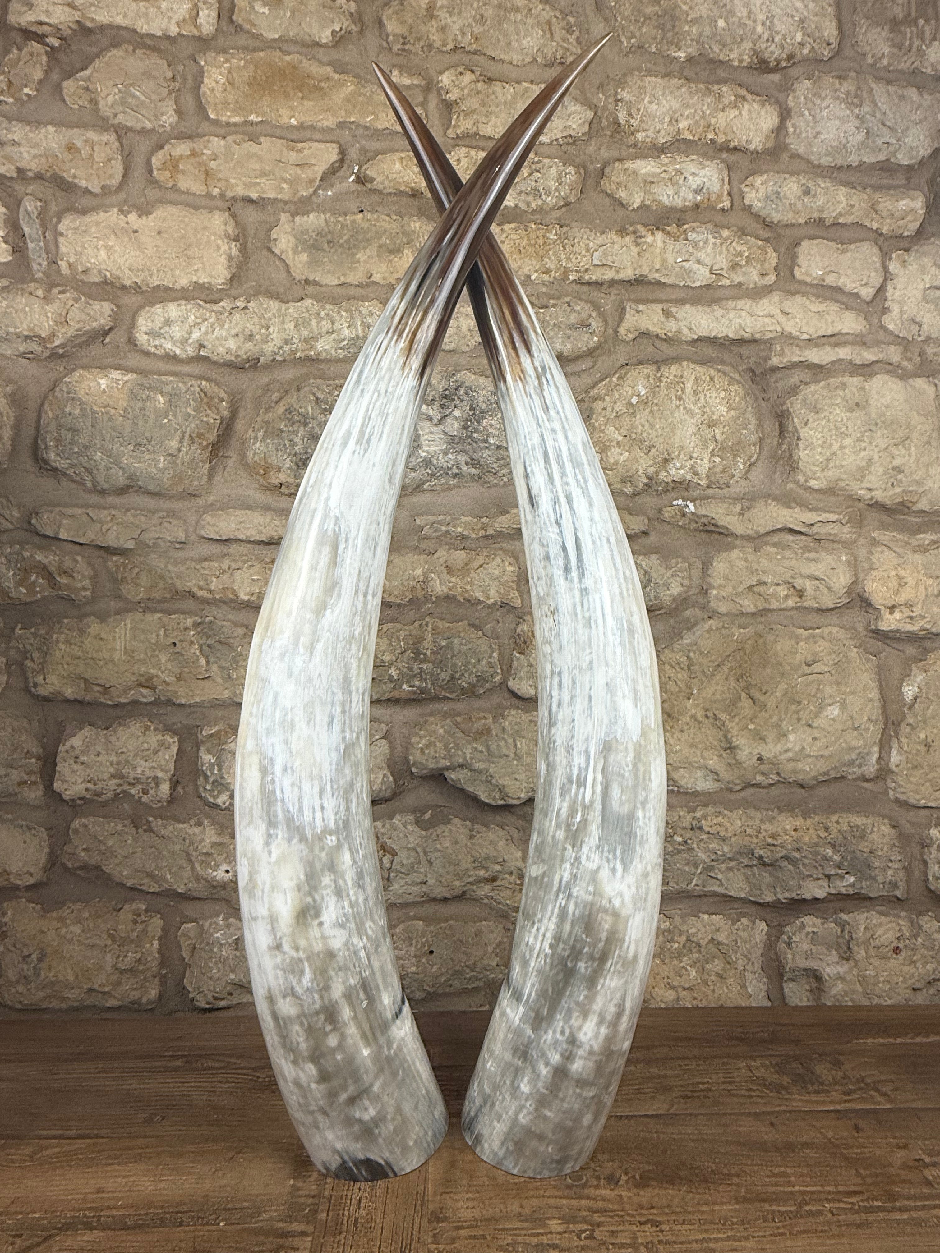 Ankole Cattle Horns - X Large 388