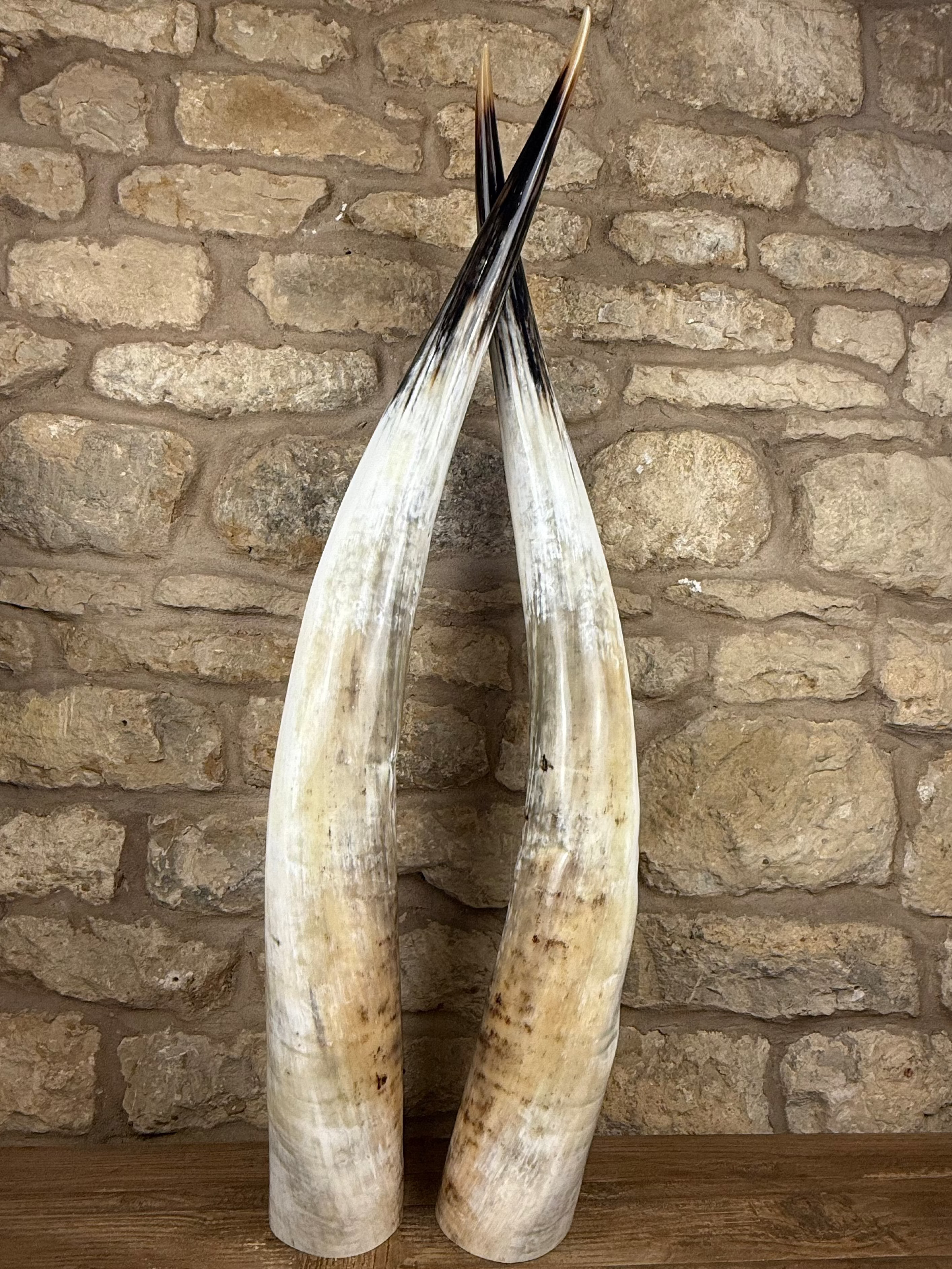 Ankole Cattle Horns - XX Large 160
