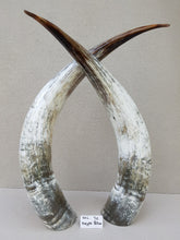 Load image into Gallery viewer, Ankole Cattle Horns - X Large 70

