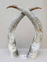 Load image into Gallery viewer, Ankole Cattle Horns - X Large 70
