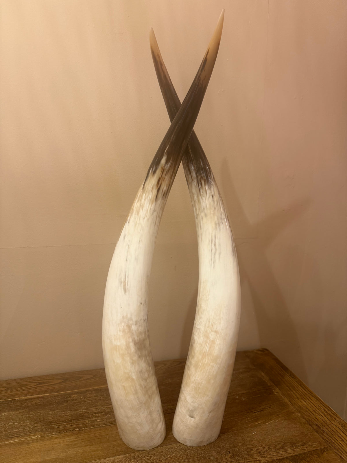 Ankole Cattle Horns - Medium 470