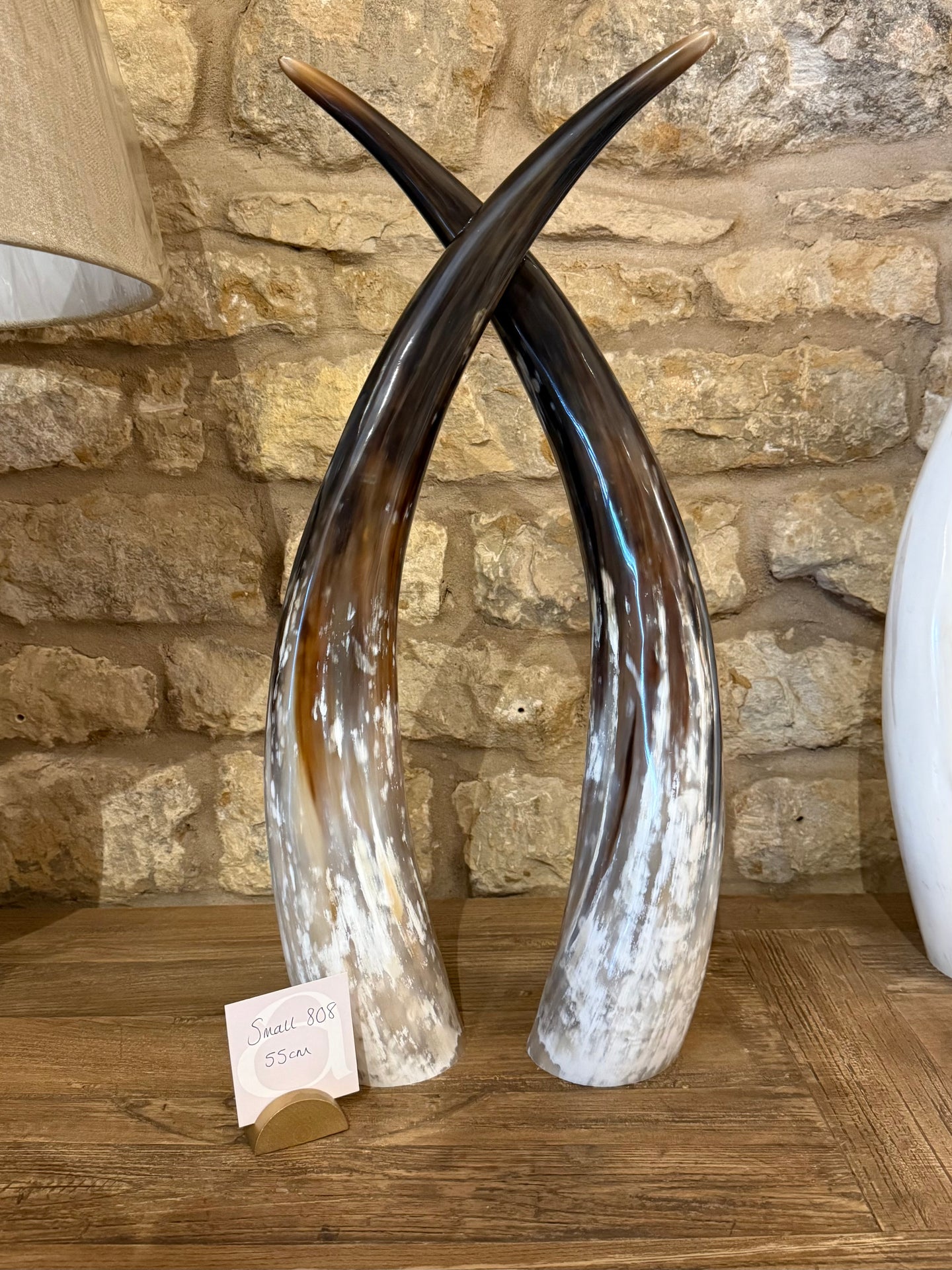 Ankole Cattle Horns - Small 808