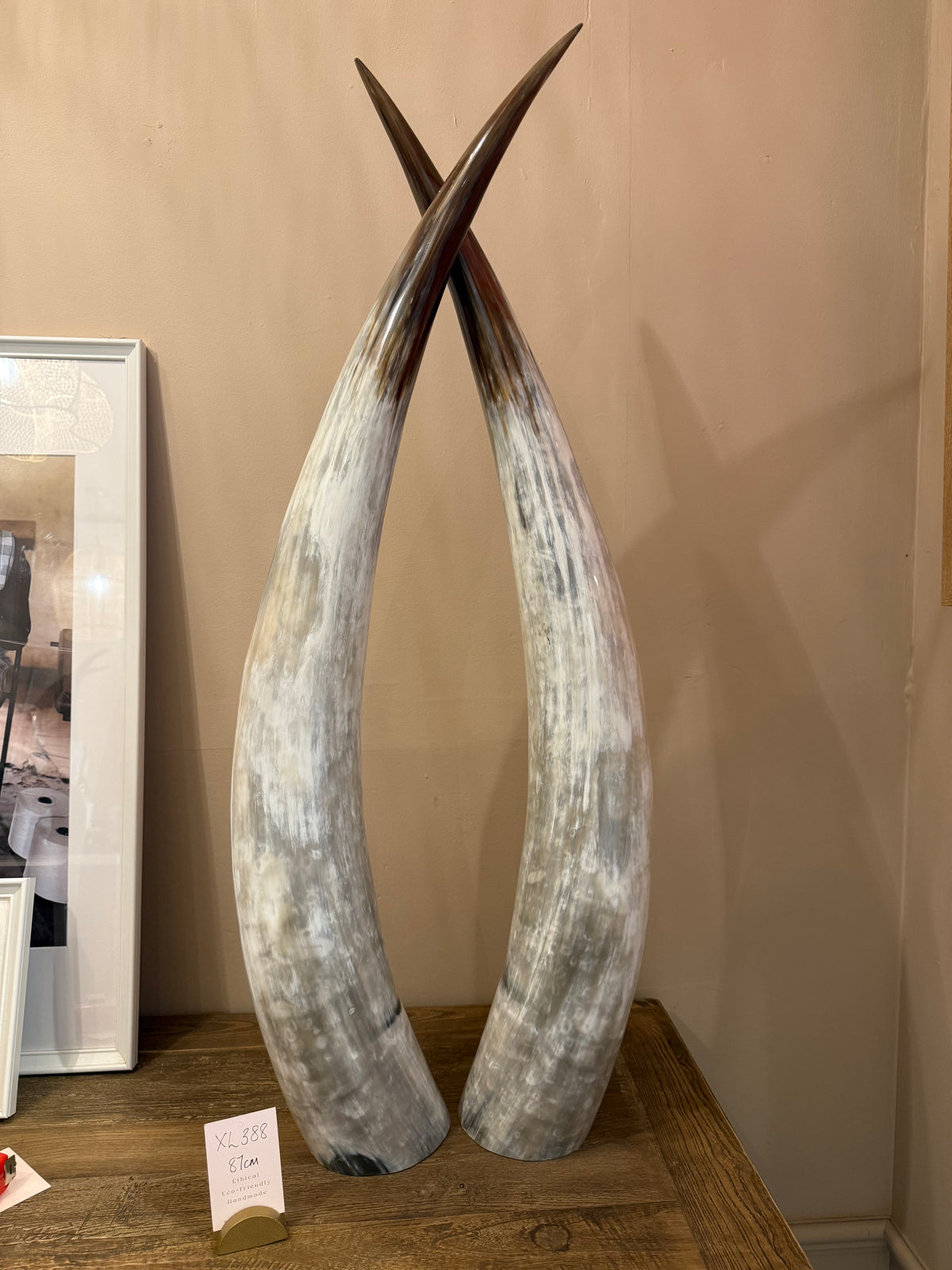 Ankole Cattle Horns - X Large 388