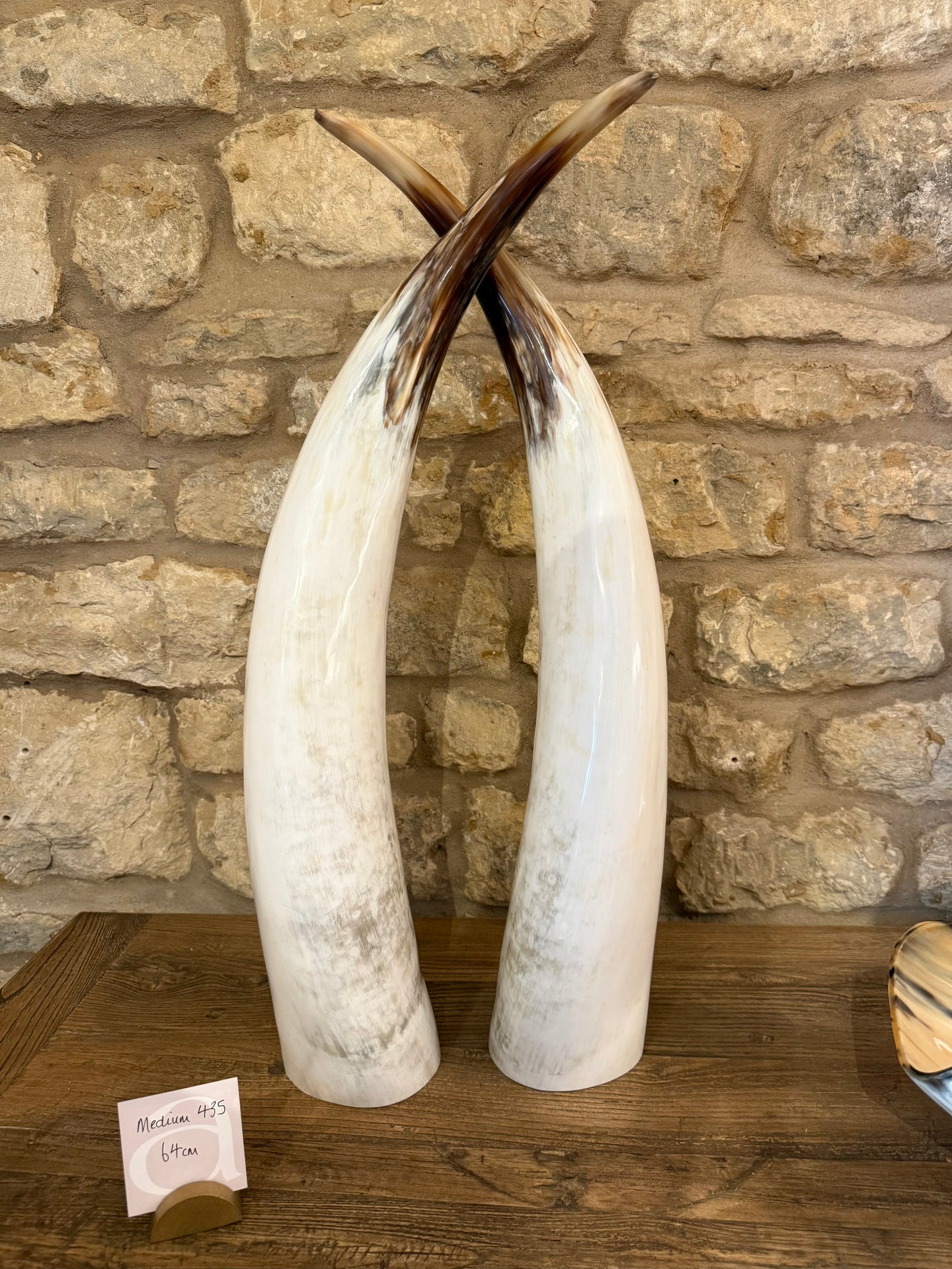 Ankole Cattle Horns - Medium 435