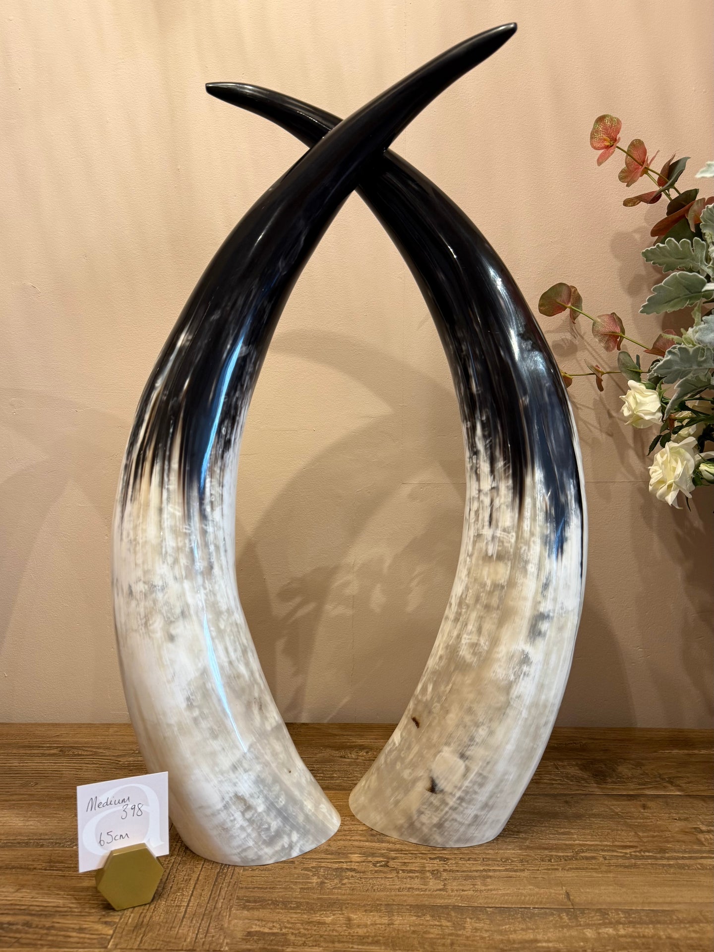 Ankole Cattle Horns - Medium 398