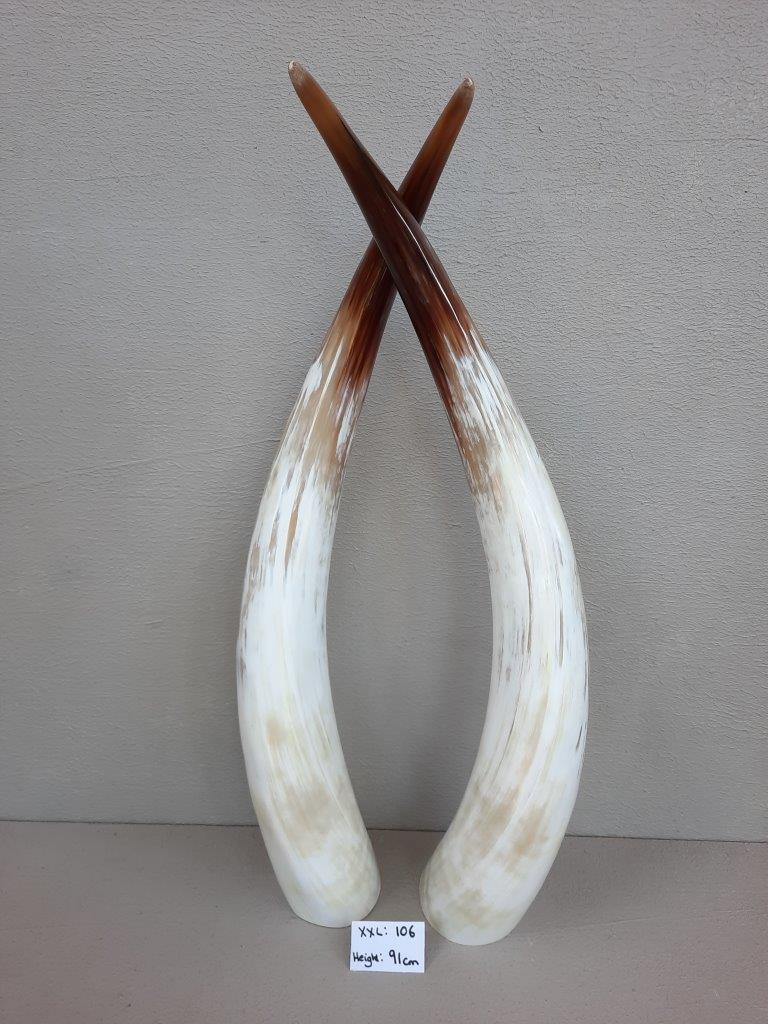 Ankole Cattle Horns - XX Large 106