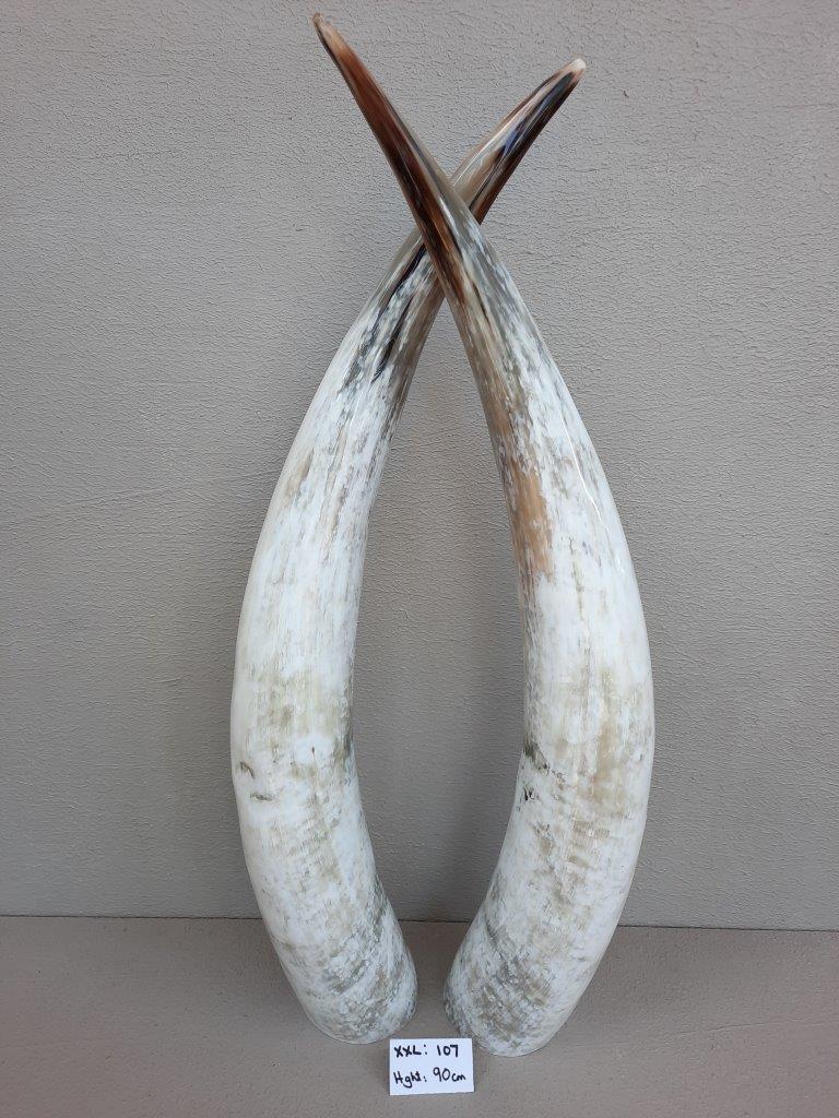 Ankole Cattle Horns - XX Large 107