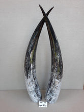 Load image into Gallery viewer, Ankole Cattle Horns - XX Large 110
