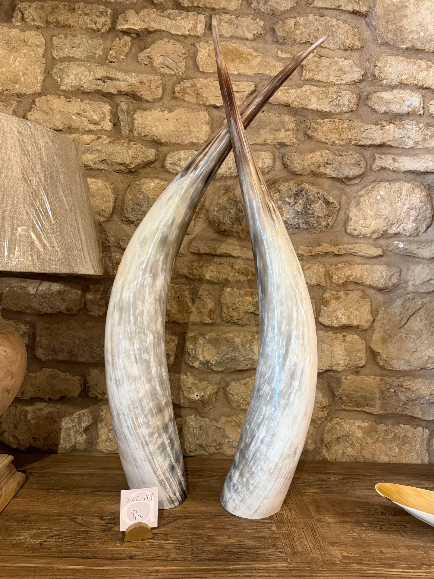 Ankole Cattle Horns - XX Large 149