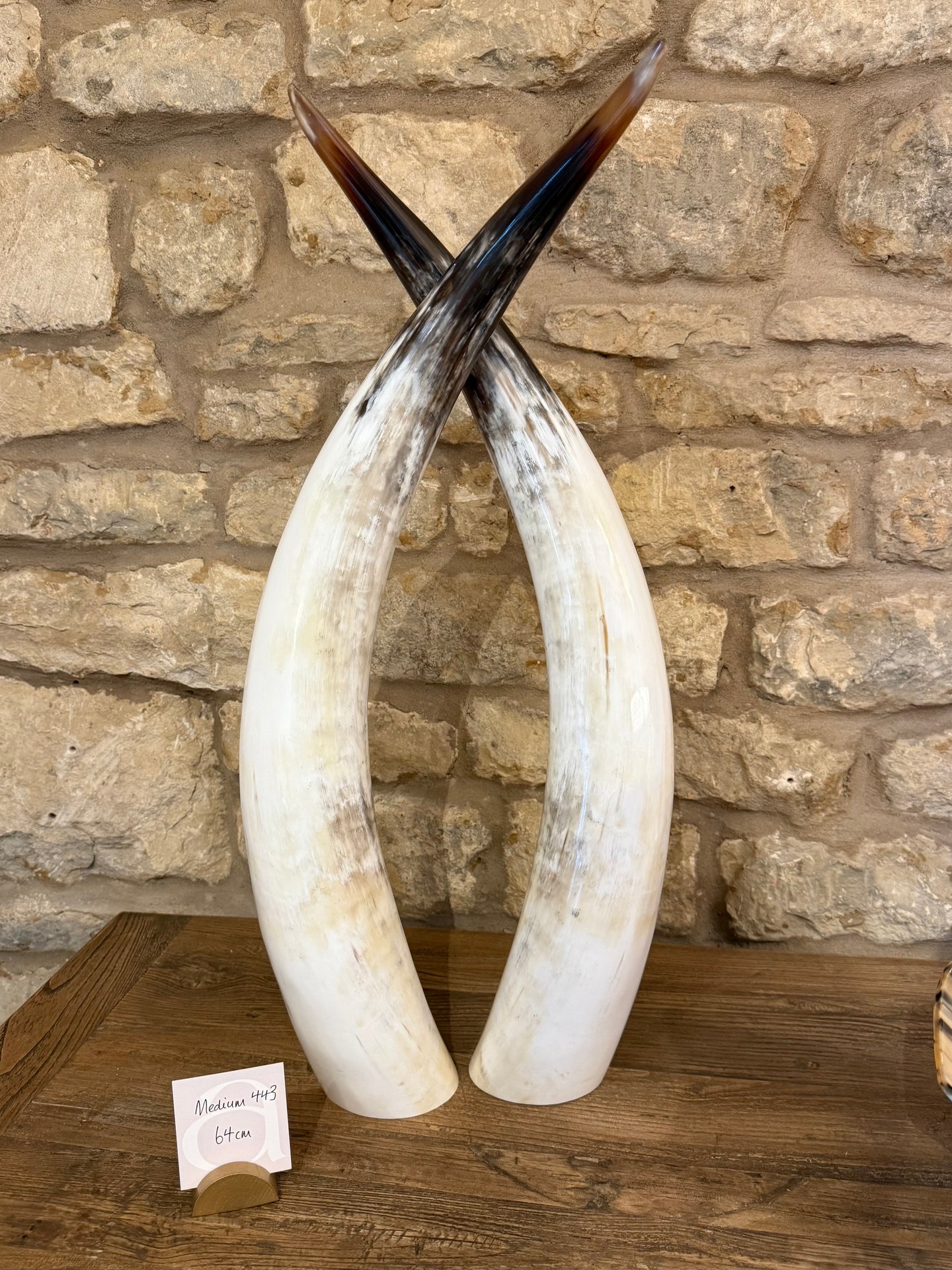 Ankole Cattle Horns - Medium 443
