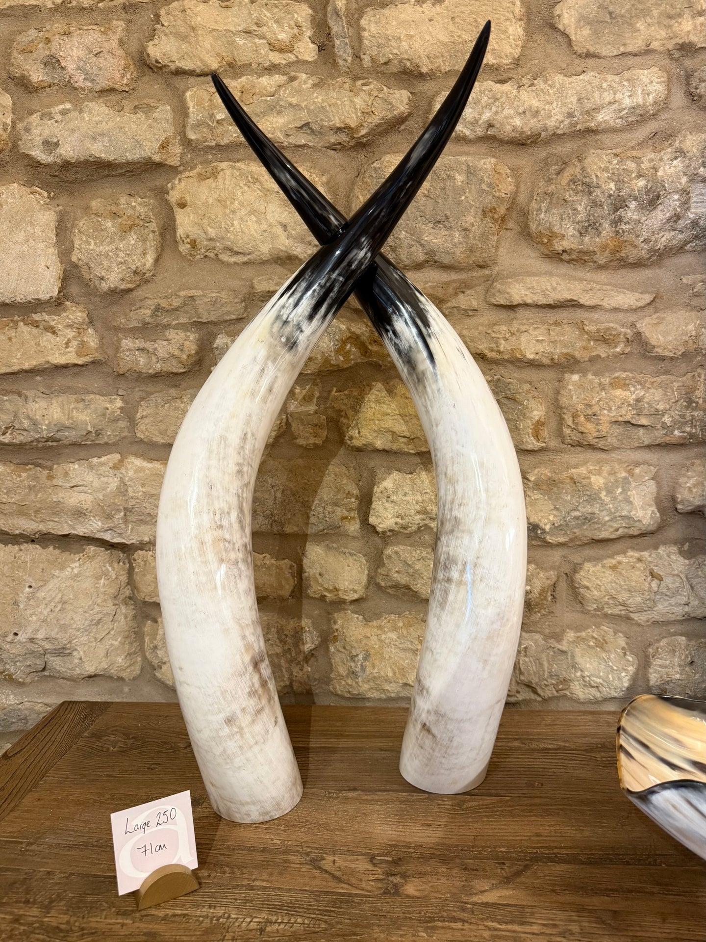Ankole Cattle Horns - Large 250
