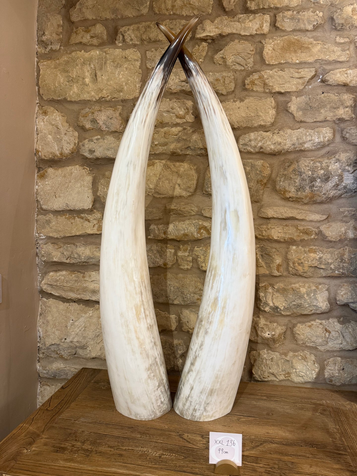 Ankole Cattle Horns - XX Large 136