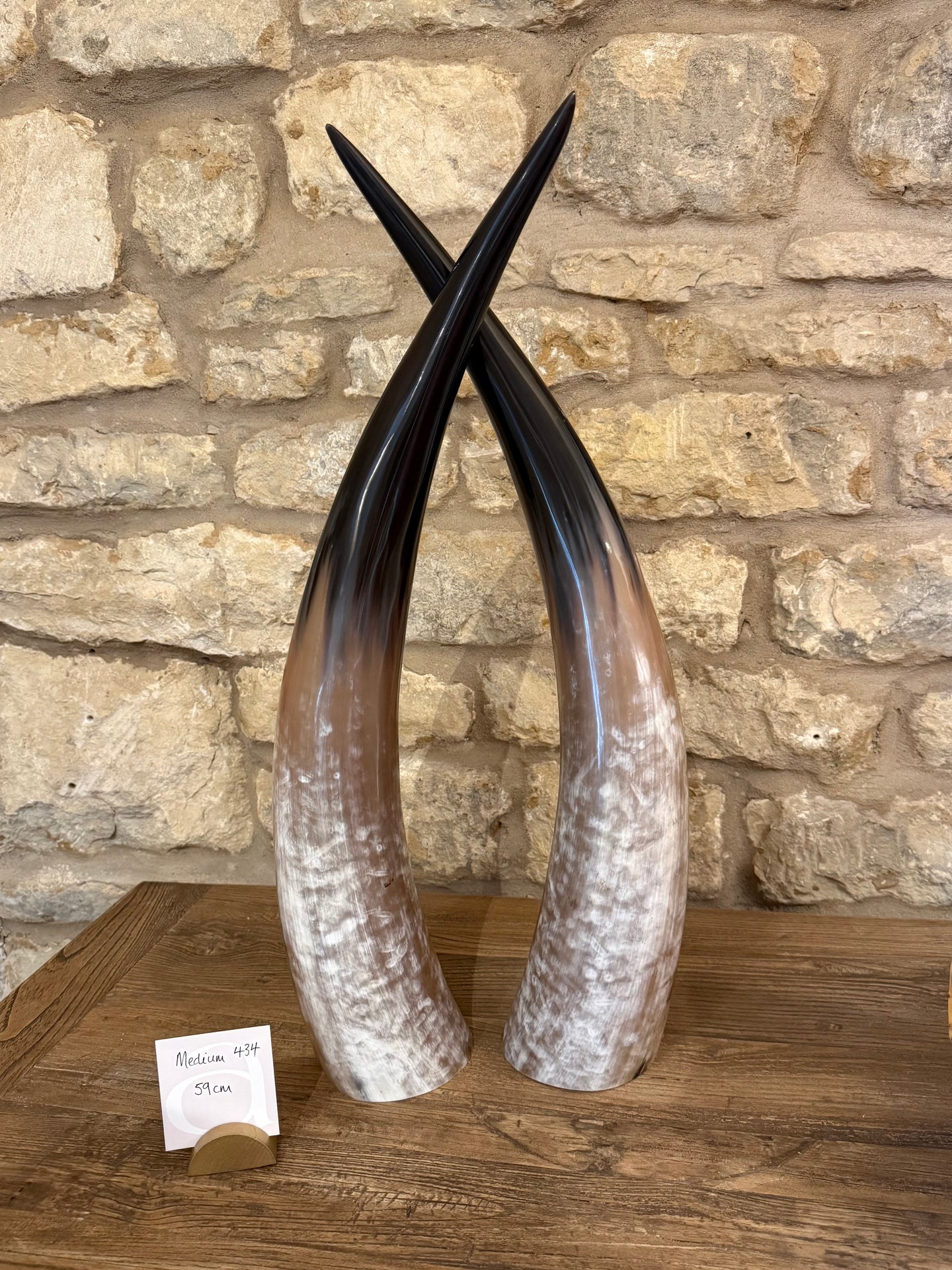 Ankole Cattle Horns - Medium 434