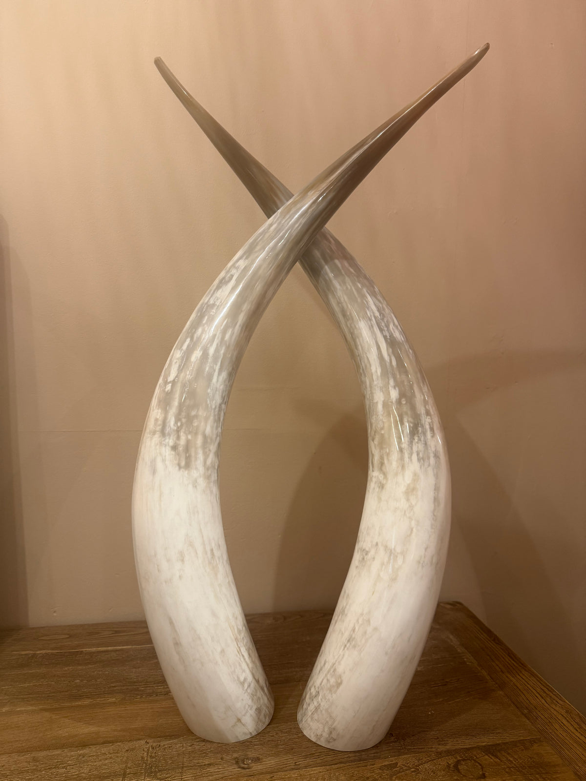 Ankole Cattle Horns - Large 301