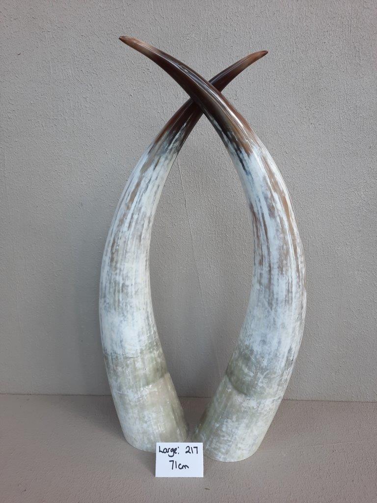 Ankole Cattle Horns - Large 217