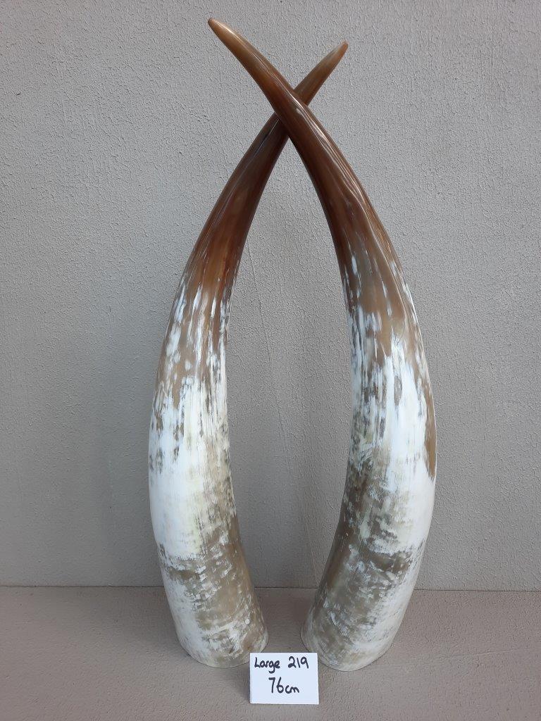 Ankole Cattle Horns - Large 219