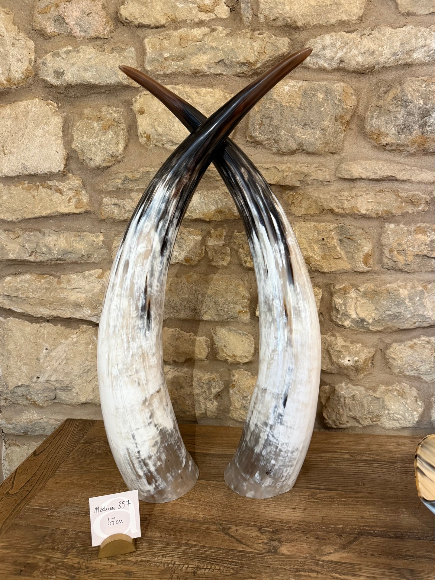 Ankole Cattle Horns - Medium 357