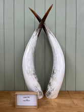 Load image into Gallery viewer, Ankole Cattle Horns - Large 234

