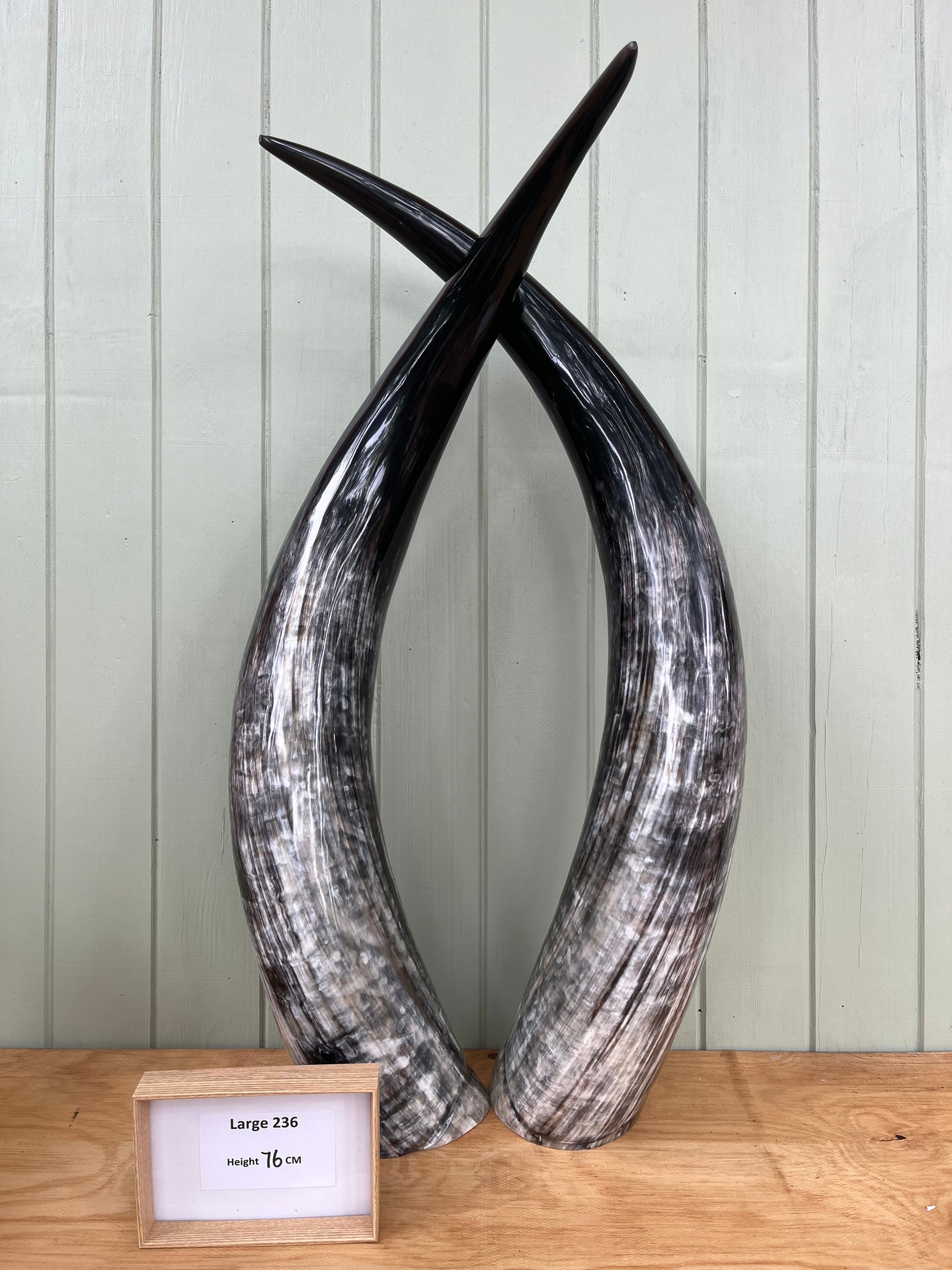 Ankole Cattle Horns - Large 236