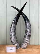Load image into Gallery viewer, Ankole Cattle Horns - Large 236
