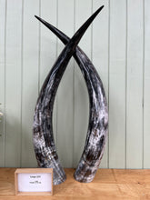 Load image into Gallery viewer, Ankole Cattle Horns - Large 237
