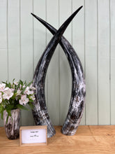 Load image into Gallery viewer, Ankole Cattle Horns - Large 237
