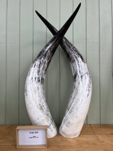 Load image into Gallery viewer, Ankole Cattle Horns - Large 238
