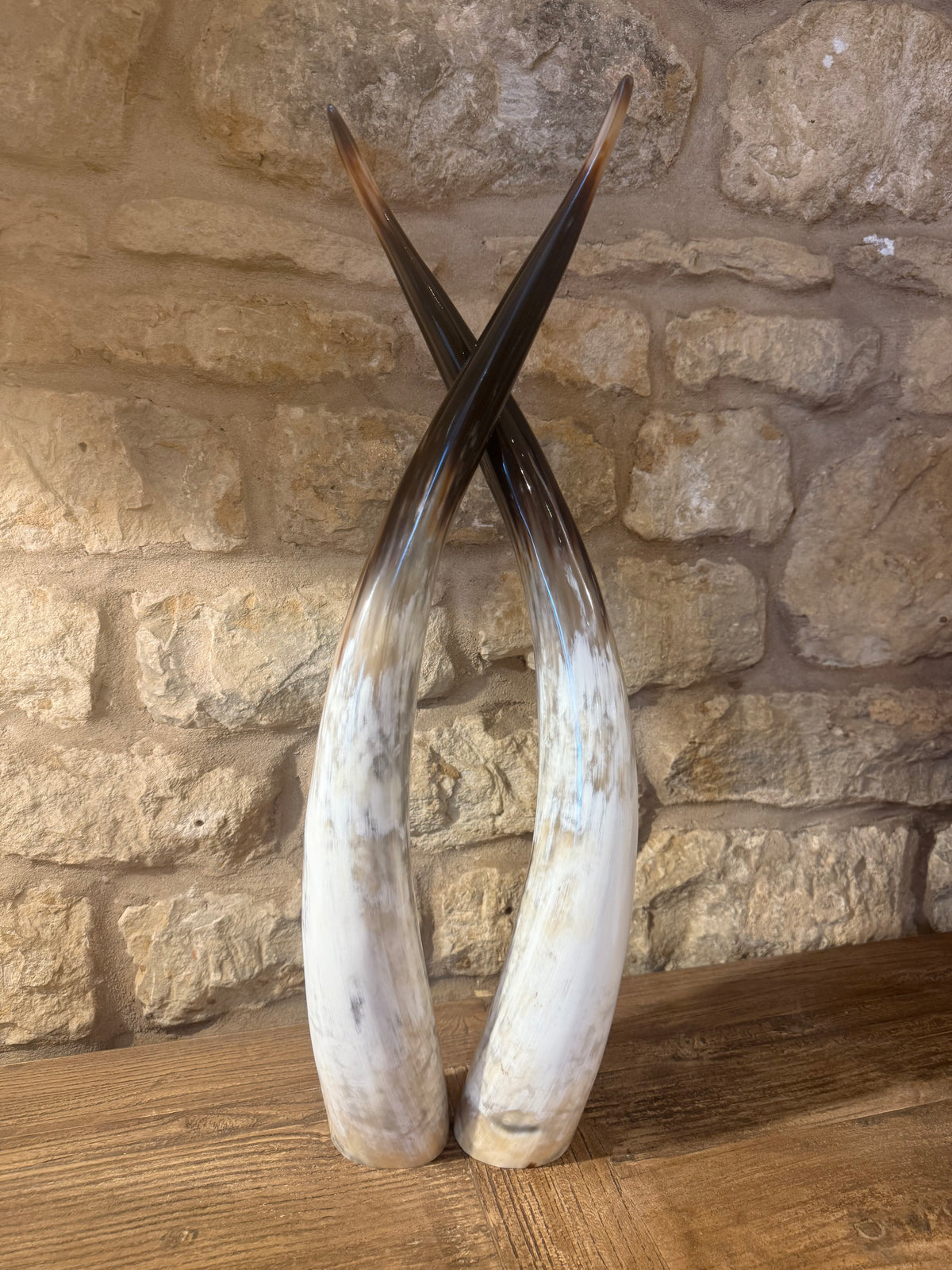 Ankole Cattle Horns - Small 835