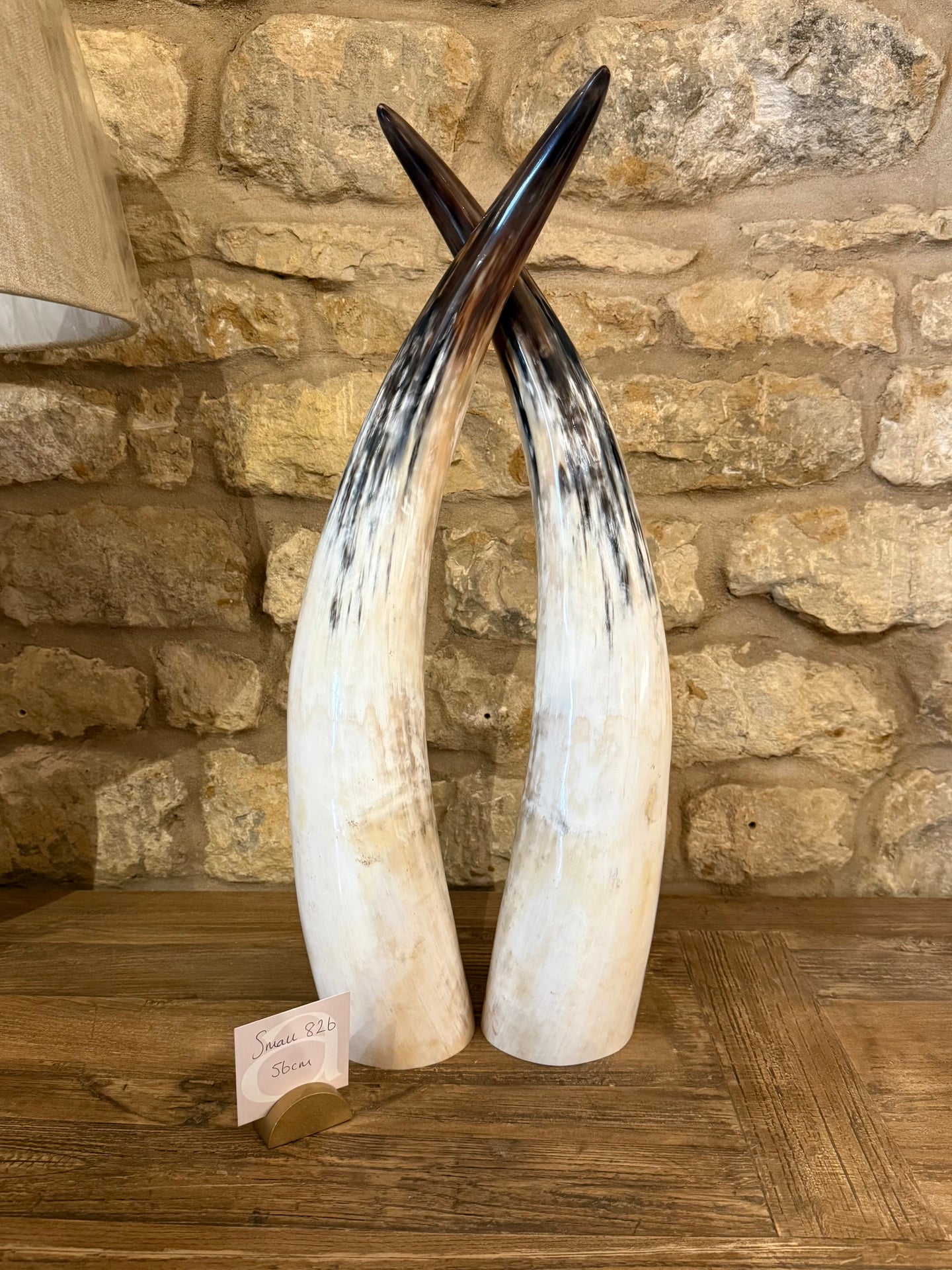 Ankole Cattle Horns - Small 826