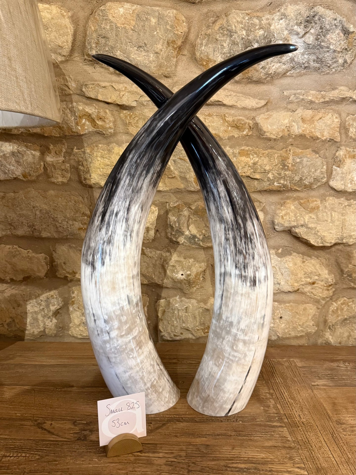 Ankole Cattle Horns - Small 825